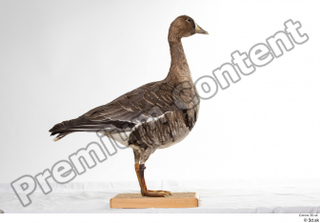 Greater white-fronted goose Anser albifrons whole body 0005.jpg